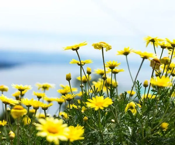 Apartment Апартаменты Опатия