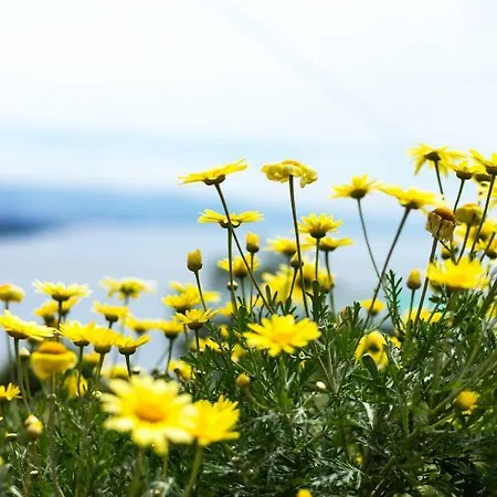 Apartment شقة أوباتيا